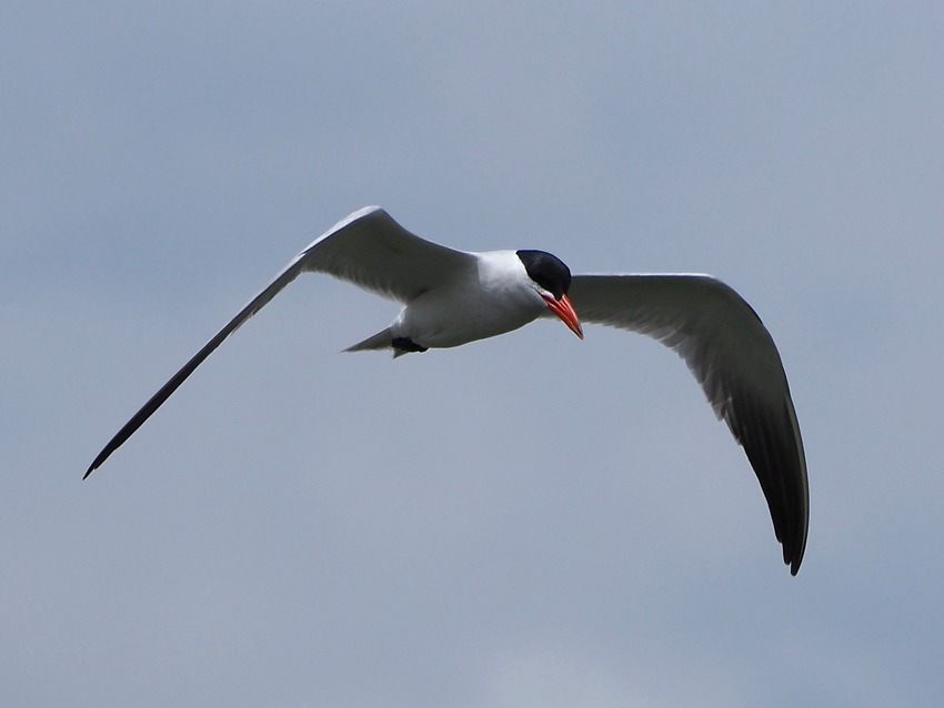 La pesca della Sterna maggiore (Hydroprogne caspia)